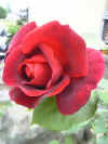 rose1.JPG (42639 �o�C�g)