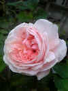 rose2.JPG (44587 �o�C�g)