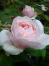 rose3.JPG (39365 �o�C�g)