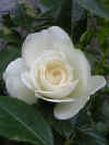 rose5.JPG (41465 �o�C�g)