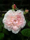 rose.JPG (42857 �o�C�g)